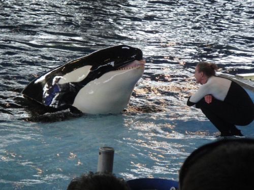 Gender: FemalePod: N/APlace of Capture: Born at SeaWorld of FloridaDate of Capture: Born on December