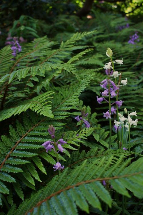 cuiledhwenofthegreenforest: Bluebells in fernsby KarlGercens.com on Flickr          