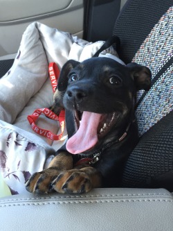 awwww-cute:  My puppy on the way home from