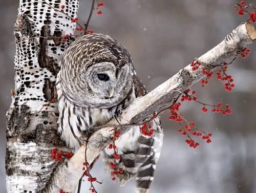 daily owls