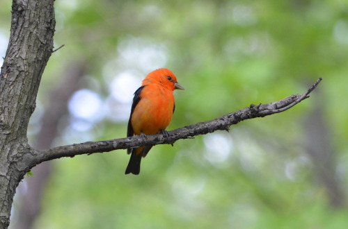 Scarlet tanagers at the Loch