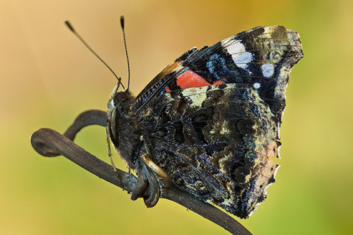 The Red admiral The Red admiral or Vanessa atalanta is a medium-size butterfly of the Nymphalid