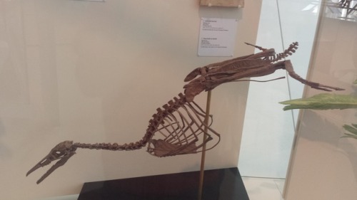 Ref Post 4, Have Some More! Velociraptor Skull. A Diving Birb; Might Be A Hesperornis. The Cutest Baby