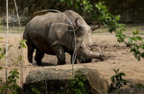 Porn discoverynews:  Northern White Rhino Dies. photos