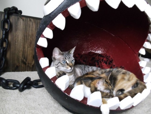 isquirtmilkfrommyeye:  A Chain Chomp cat bed from catastrophicreations.com