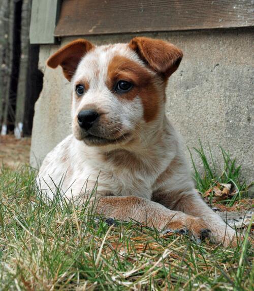 cutepetclub:  Australian Cattle Dog pup https://t.co/H446kMzw3a