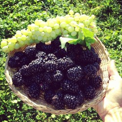 vegan-fit-life:  Fresh harvest from my grandmas garden, beautiful blackberries and green grapes  
