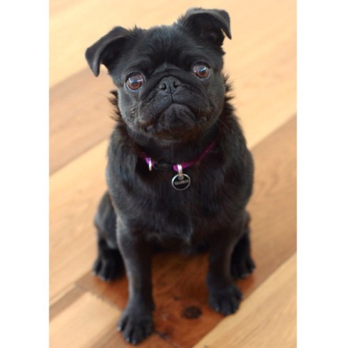 Nice to meet you, where you been? I could show you incredible pug things… #TaylorSwift #gloriathepug