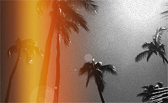 missdelrey:  Palm trees in black and whitelast thing I saw before I died 