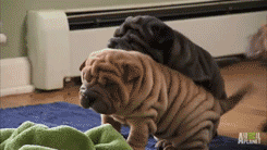 omg theyre so rolly!!