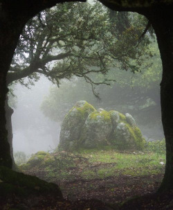 lunarynth:  burning-soul:  Forest Portal,