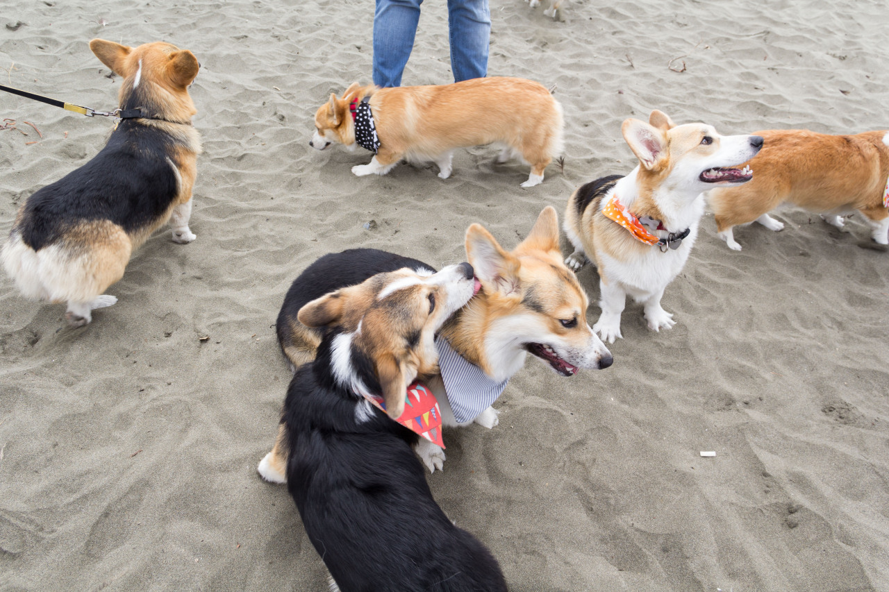 chubbythecorgi:  At NorCal Corgi Beach Day at Fort Funston. Got to meet some awesome