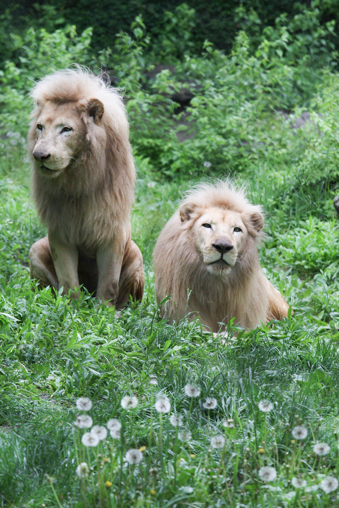magicalnaturetour:  Lions and Dandelions (by Mark Dumont)