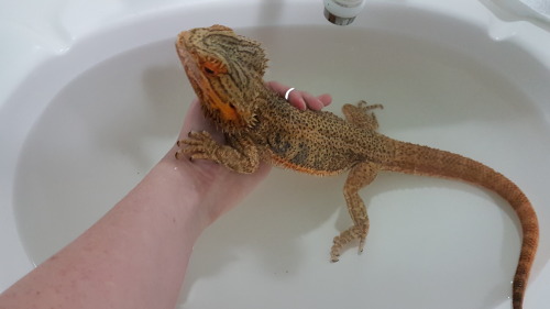 Beardie bath time. 