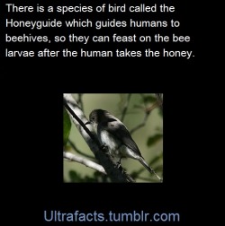 ultrafacts:  (Fact Source) Honeyguides are named for a remarkable habit to guide humans to bee colonies. Once the hive is open and the honey is taken, the bird feeds on the remaining wax and larvae. Follow Ultrafacts for more facts 