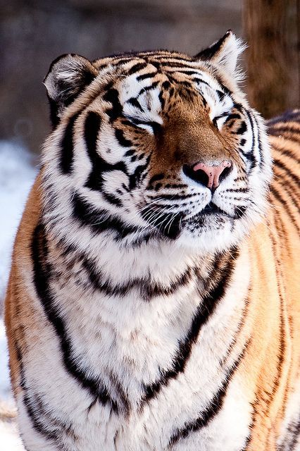 cute-overload:  I wanna hug this tiger. I wanna fucking hug this tiger. Please let