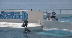 incenseinmyblood:  adviceforvegans:  Attention everyone who watched Blackfish and was horrified by the cruelty!It’s not just SeaWorld. ALL captive orca facilities need to be boycotted. Pictured above is every captive orca facility in the world. Allow
