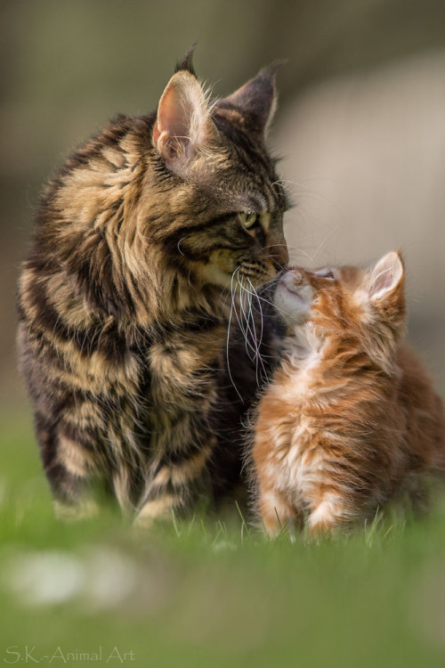 mostlycatsmostly:  Küsschen… (S.K. - Animal Art) 