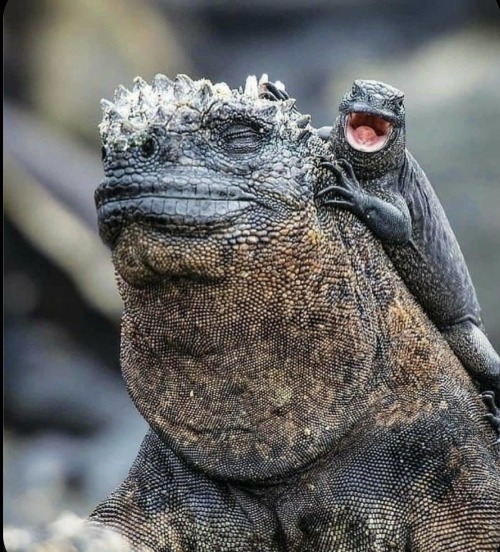 Reptiles Have A Diverse Range Of Eye Shapes And Sizes, Each Adapted To Their Specific Needs. From The