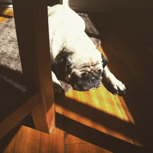 Hard life of an #sdpug on his rug sunbathing #pug #puglife #pugsofinstagram #pugmomo