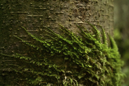 Happy new year, here’s some creeping moss fingers.