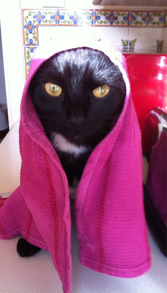 catsbeaversandducks:  May The Force Be With These 10 Jedi Khajiits “If you have