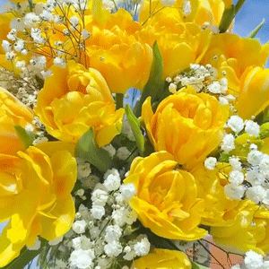 OTA MATSUSHITA STIMBOARD !!!!! ^_^ With Yellow Flowers Annd Dresses I Wknow She Likes Those ^_^//