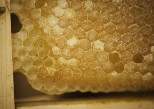 This Was The First Time I Tried The Honey From The Hive, Having Smelt It On And Off For The Past Two
