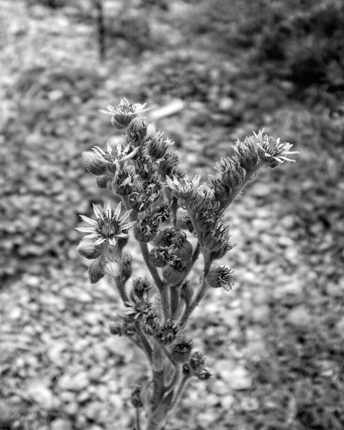 Random succulent flower stalk. #ricoh #gr #ricohgr #ricohgrd #grdigital #ricohgrdigital #ricohgrd4 #