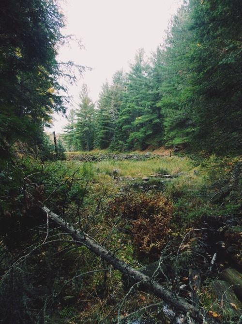 significvnt:
“Algonquin Park, Canada
”