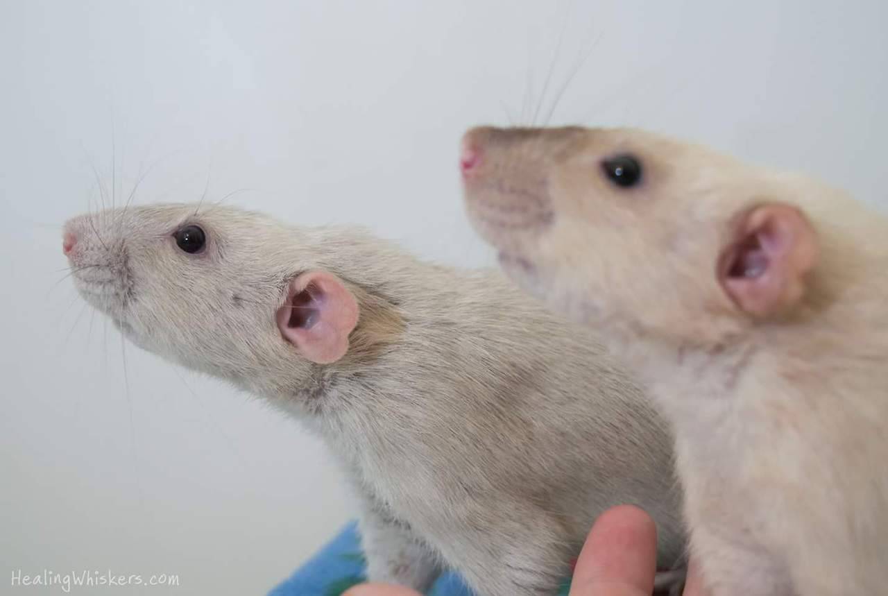 healingwhiskers:“The face you make when Mama brings out the treats” -Oliver &amp;