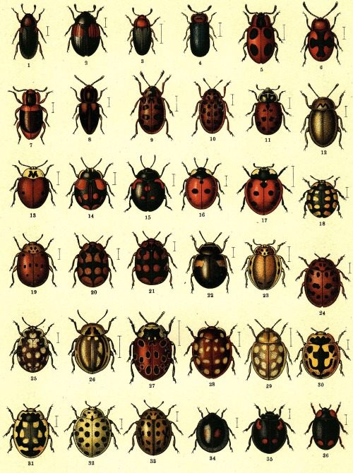 vintascope: Coleoptera (Beetle) entomology.