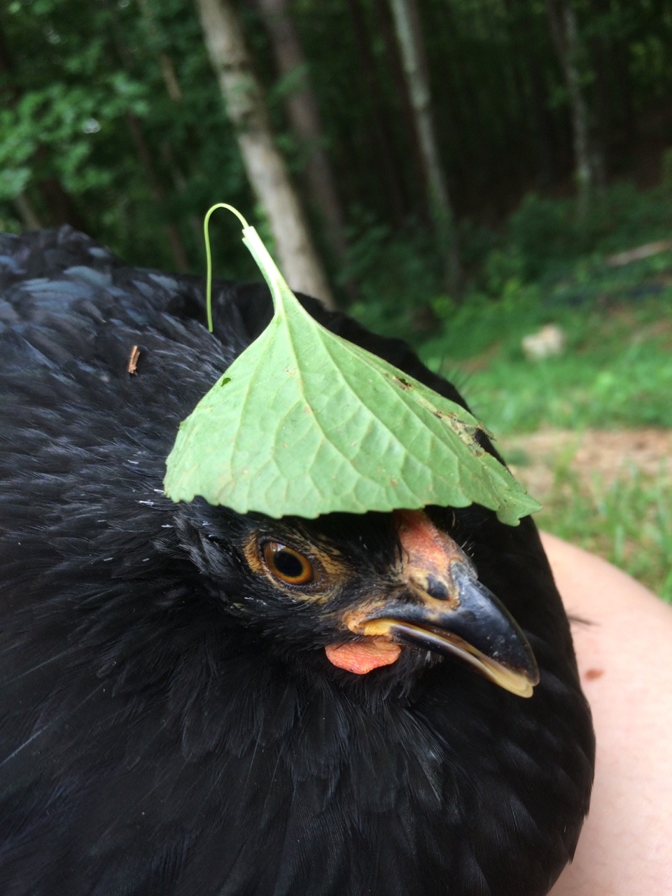 lady–hen:Leaf goddess  @sft425