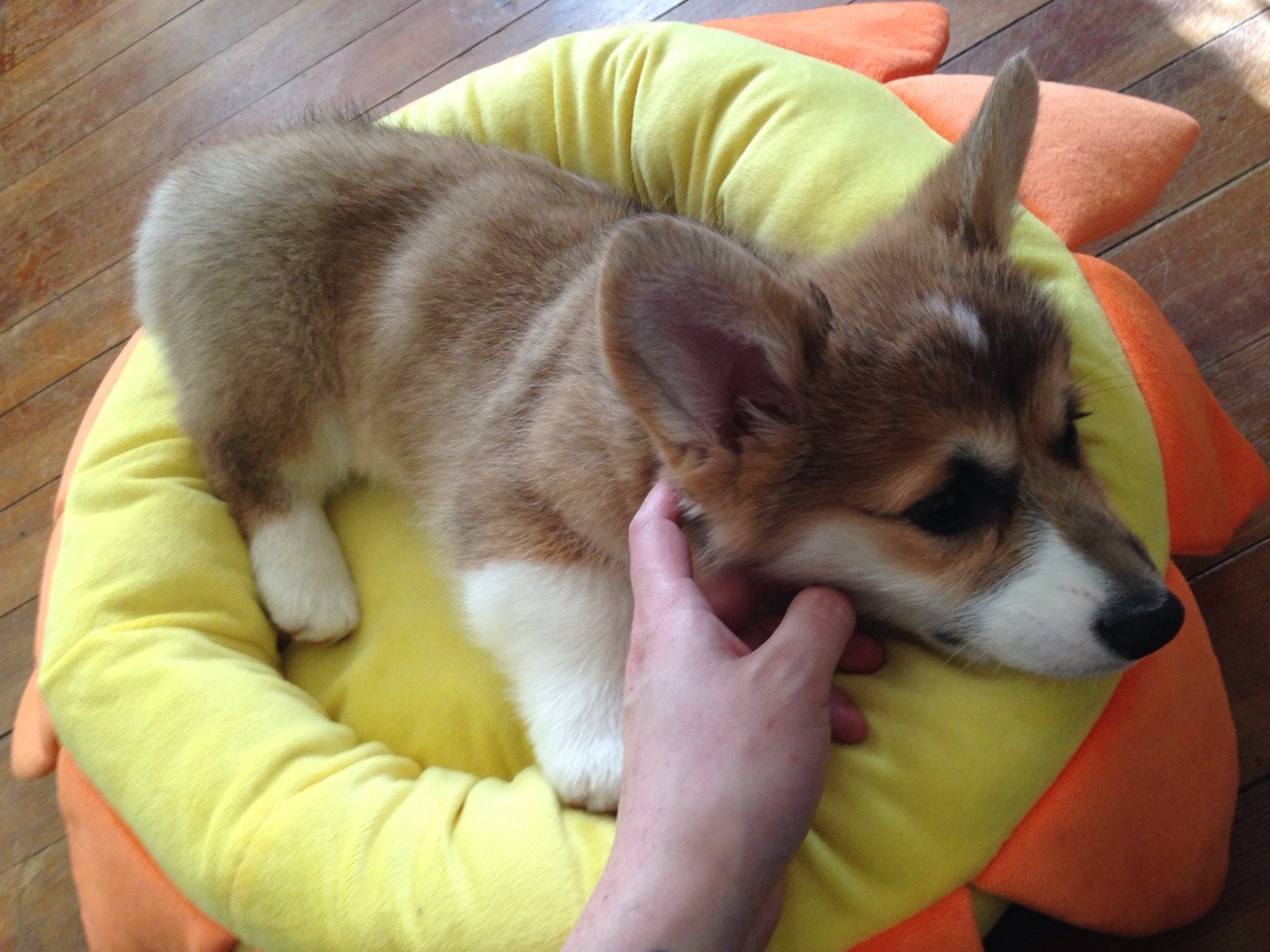 gtcvdeimos:  Life is pretty awesome right now.