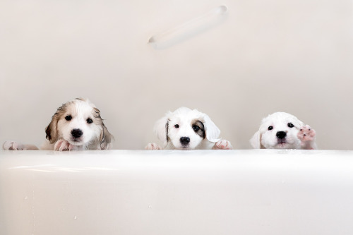 fyeahcanines:Rub A Dub Dub (by wendy74ca)