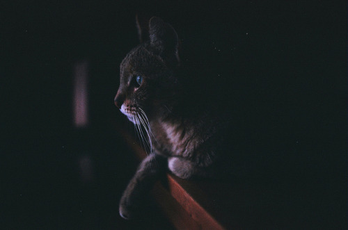 grett:  untitled by leah goetzel on Flickr.