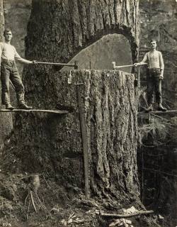 rhubarbes:  Two lumberjacks and a big tree, Pacific Northwest, 1915 via Historical Pictures 