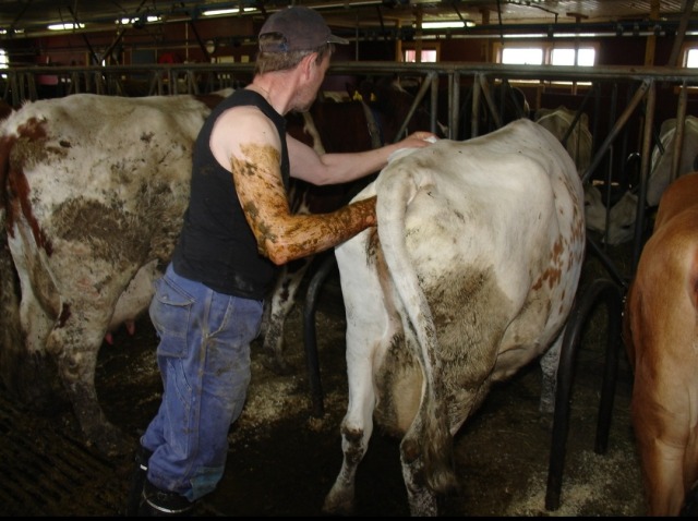 Farm-Worker:ein Bisschen Ohne Handschuhe, Ein Bisschen Mit Handschuhen🤣