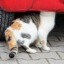 nekozabon