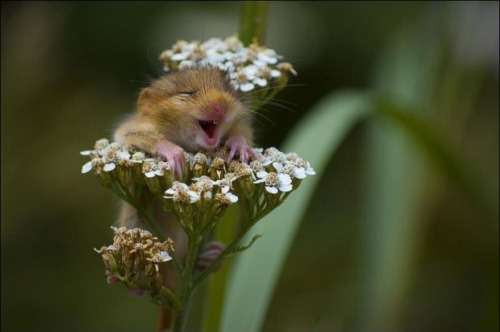 Porn photo cuteness-daily:  The Happiest Animals in