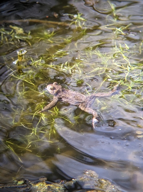 toadschooled:European common toads [Bufo bufo] drifting in a pond in Schilfsee, Germany. European co