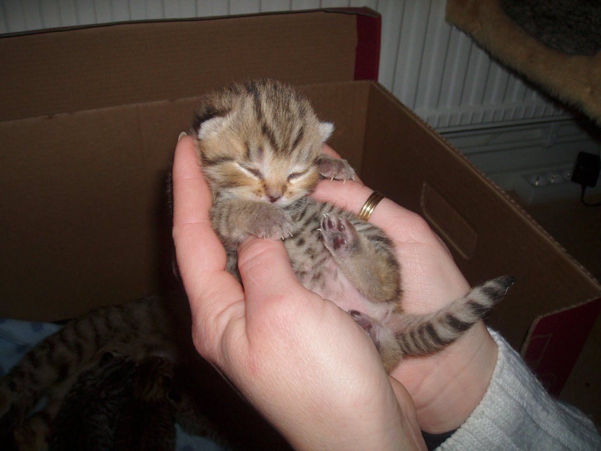 justcatposts:  HE’S SO SMALL