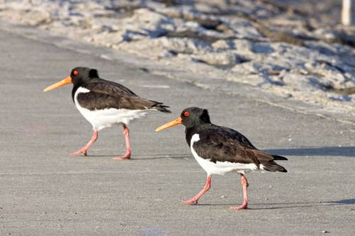 kavohh707: Should synchronized walking become Olympic then these two oystercatchers will win.