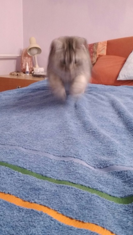 catsuggest:im Ari and im a wilde beast!! humaine dare say im fluffe and cutee!! How Dare!!! im dange