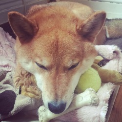 happygoriley:  Sleeping on all of my toys