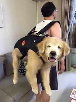 awwww-cute:  B A C K P A C K B O Y E (Source: http://ift.tt/2eNzAjs)