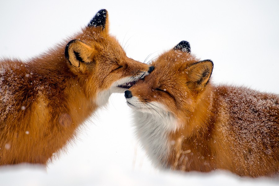 wolverxne:  Snow Foxes | by: { Ivan Kislov }