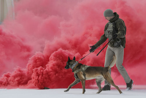 qualitydogs: Air Force K9 by Alejandro Peña