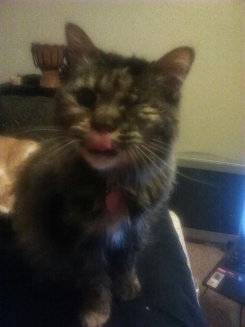 atalantapendrag: Anya blepping just as hard as she can.