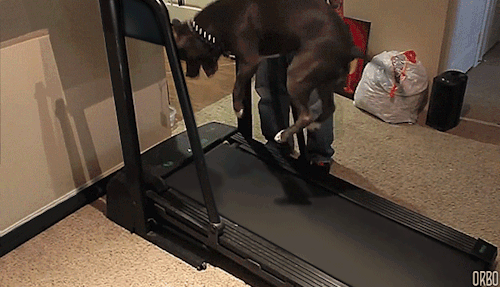 Porn photo orbo-gifs:  Dogs on treadmills :D 